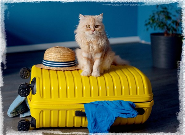 https://media.cdnws.com/_i/169659/28287/2181/89/preparer-ses-vacances-quand-on-a-un-chat.jpeg