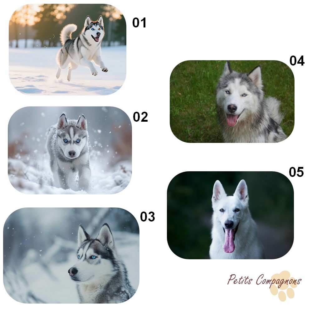 tapis-husky-decoration-interieur