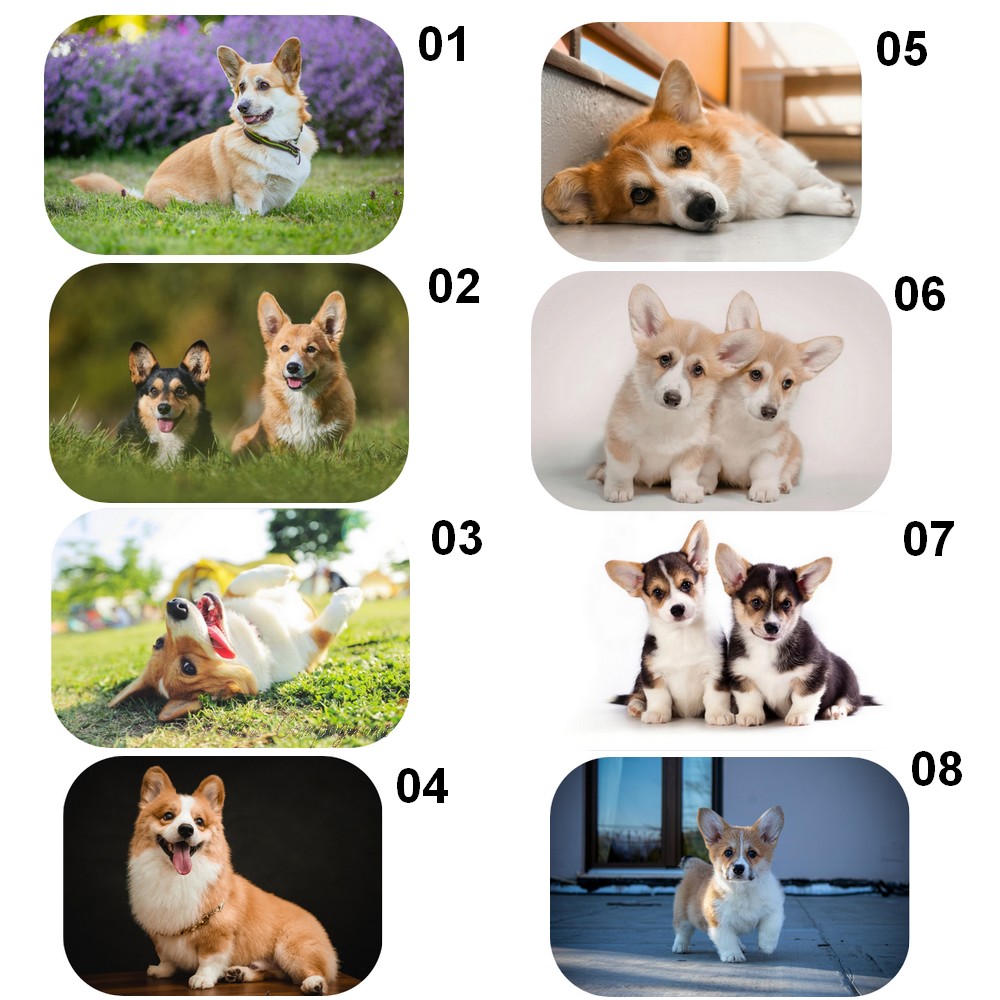 tapis-corgi-entree