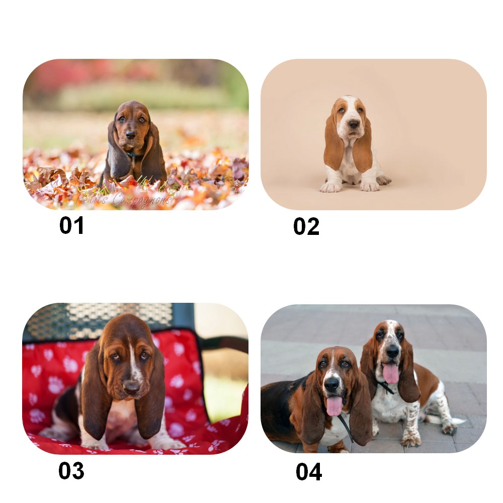 tapis-basset-entree