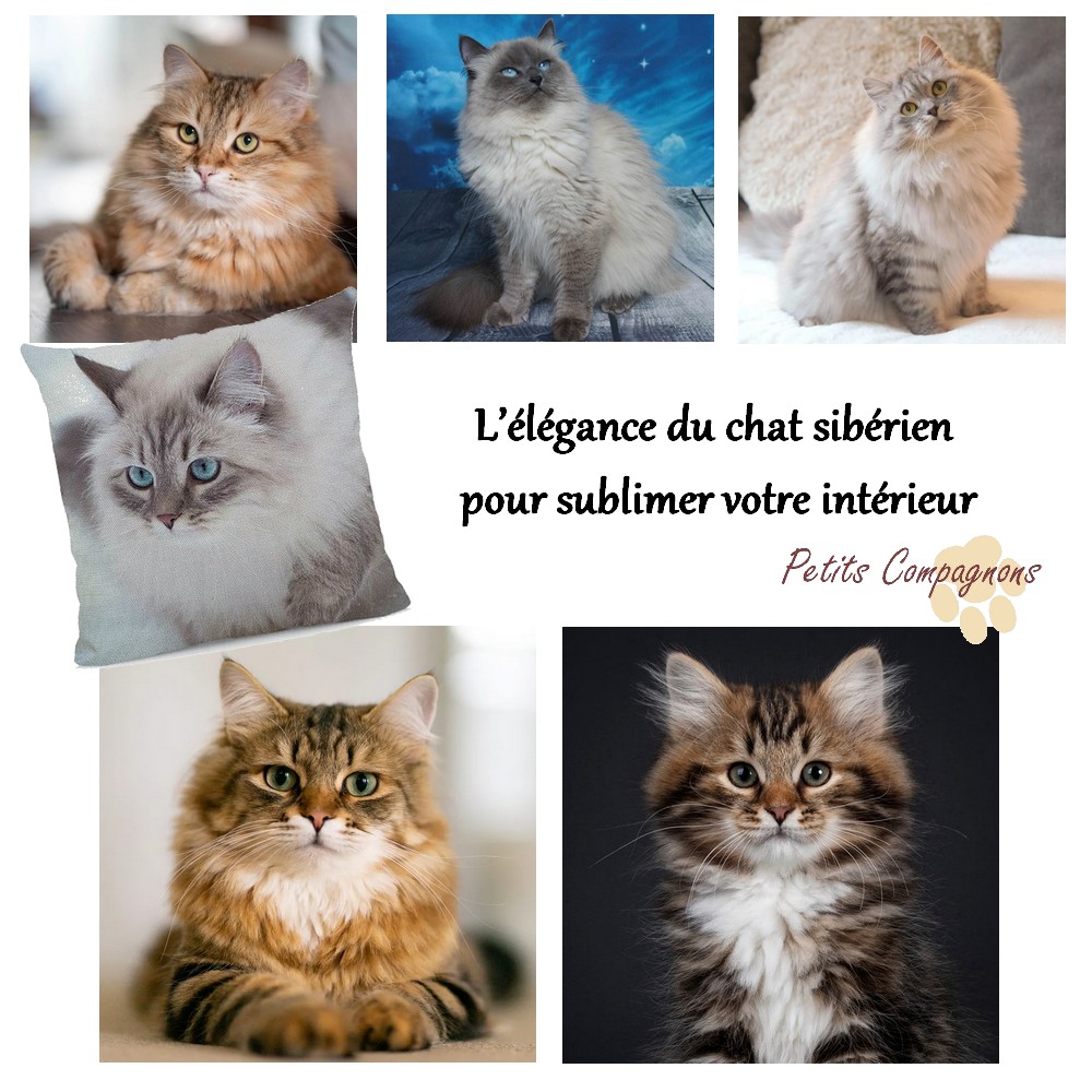 Housse de coussin chat Sibérien