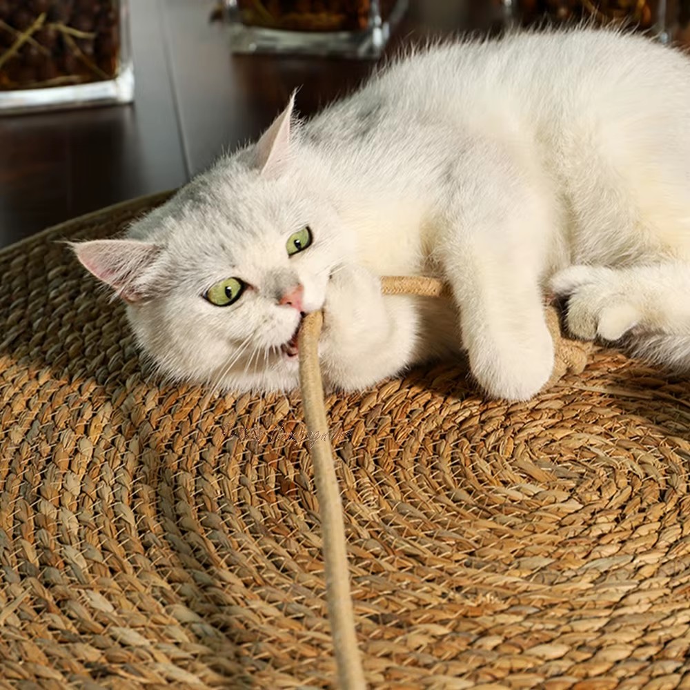 griffoir-chat-avec-balle-jeu