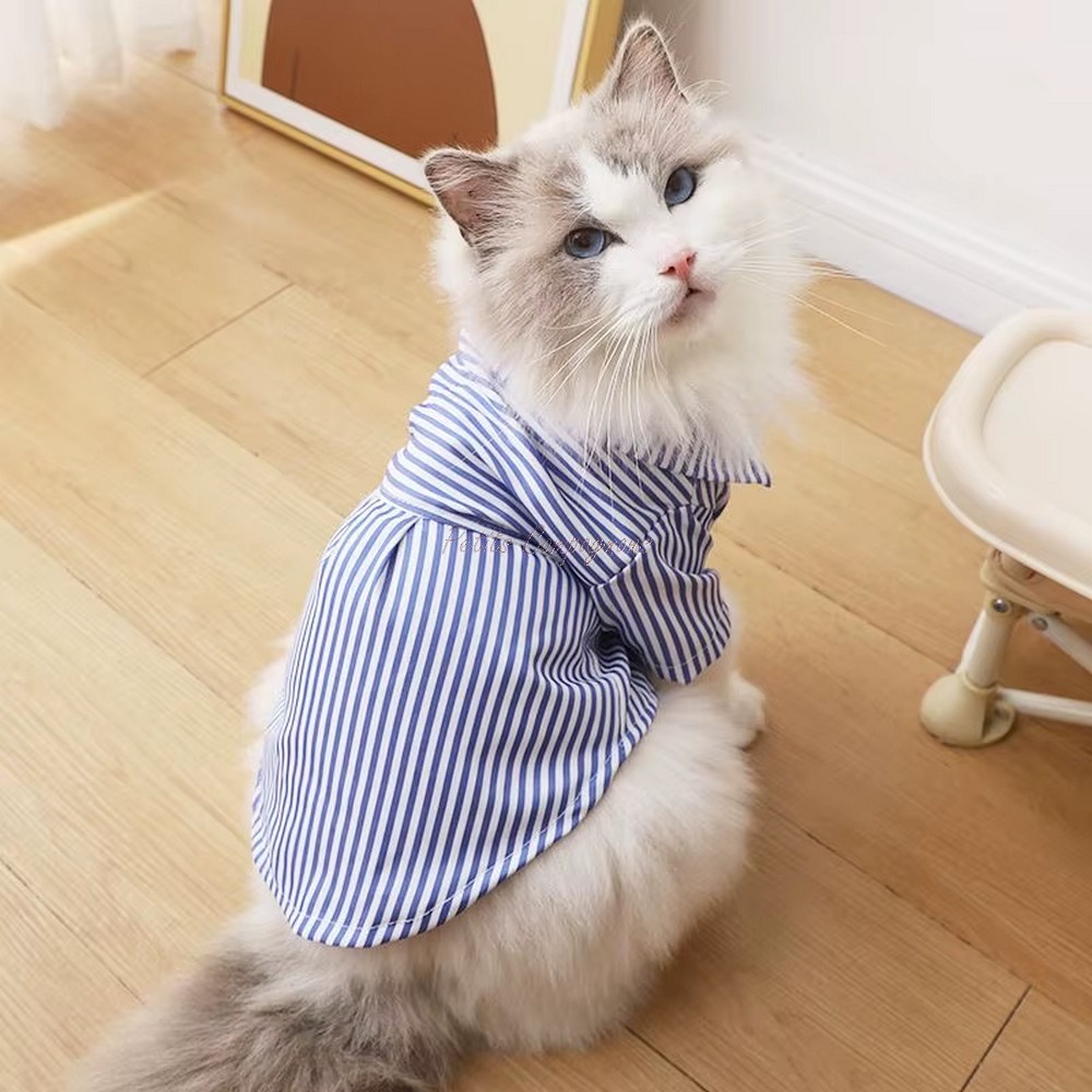tenue-chat-noeud-papillon