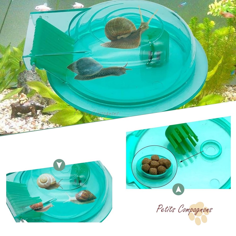 piege-escargot-lot-2
