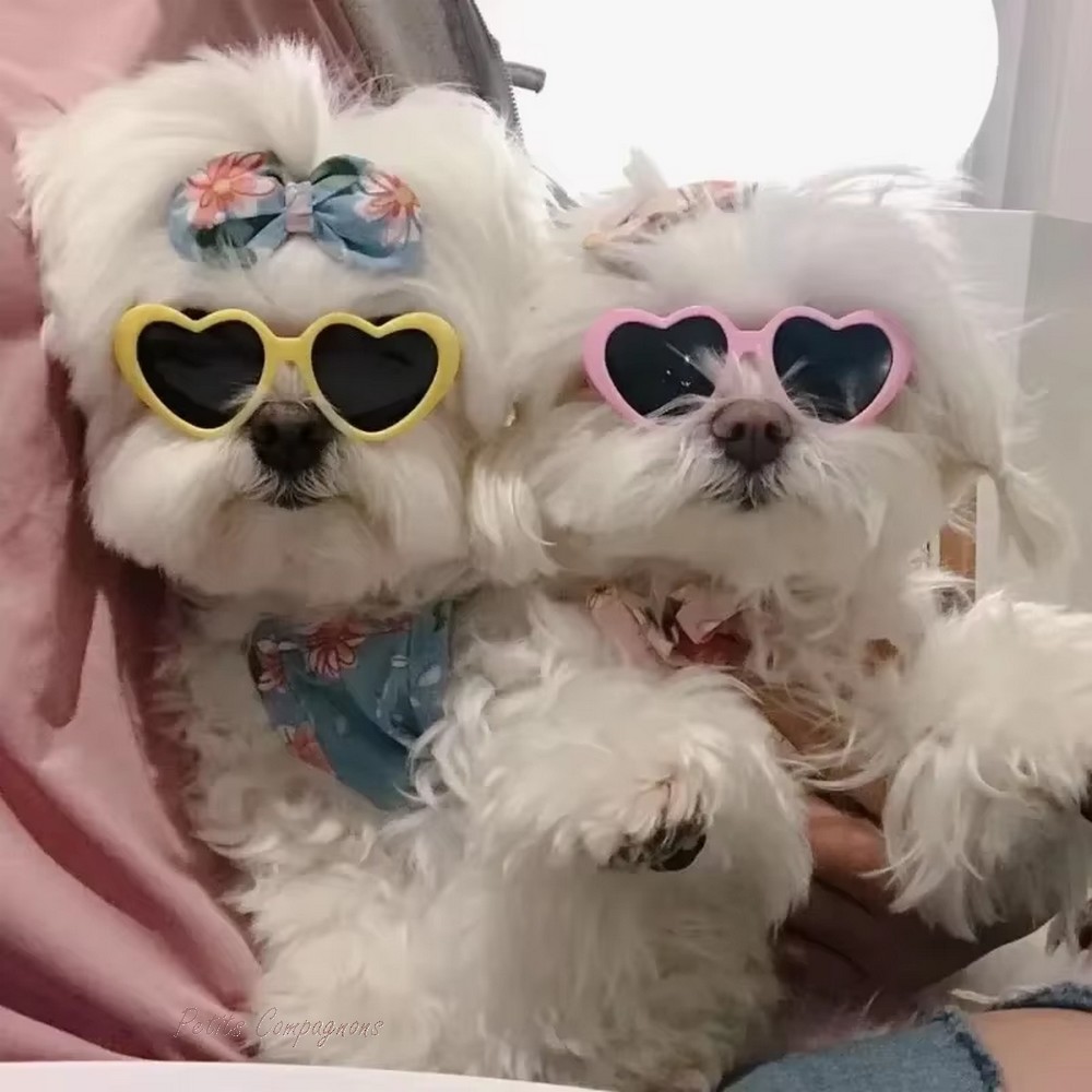 lunettes-coeur-chien-chat