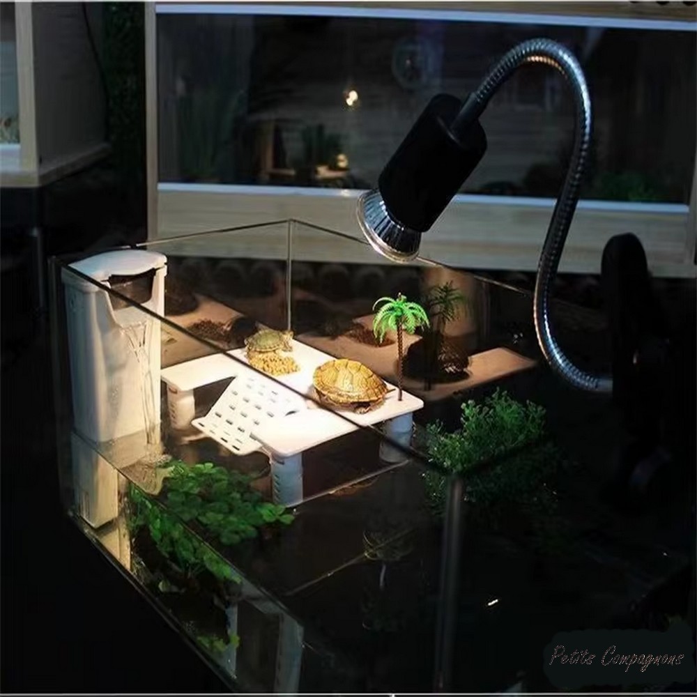 palmeraie-aquaterrarium-tortue