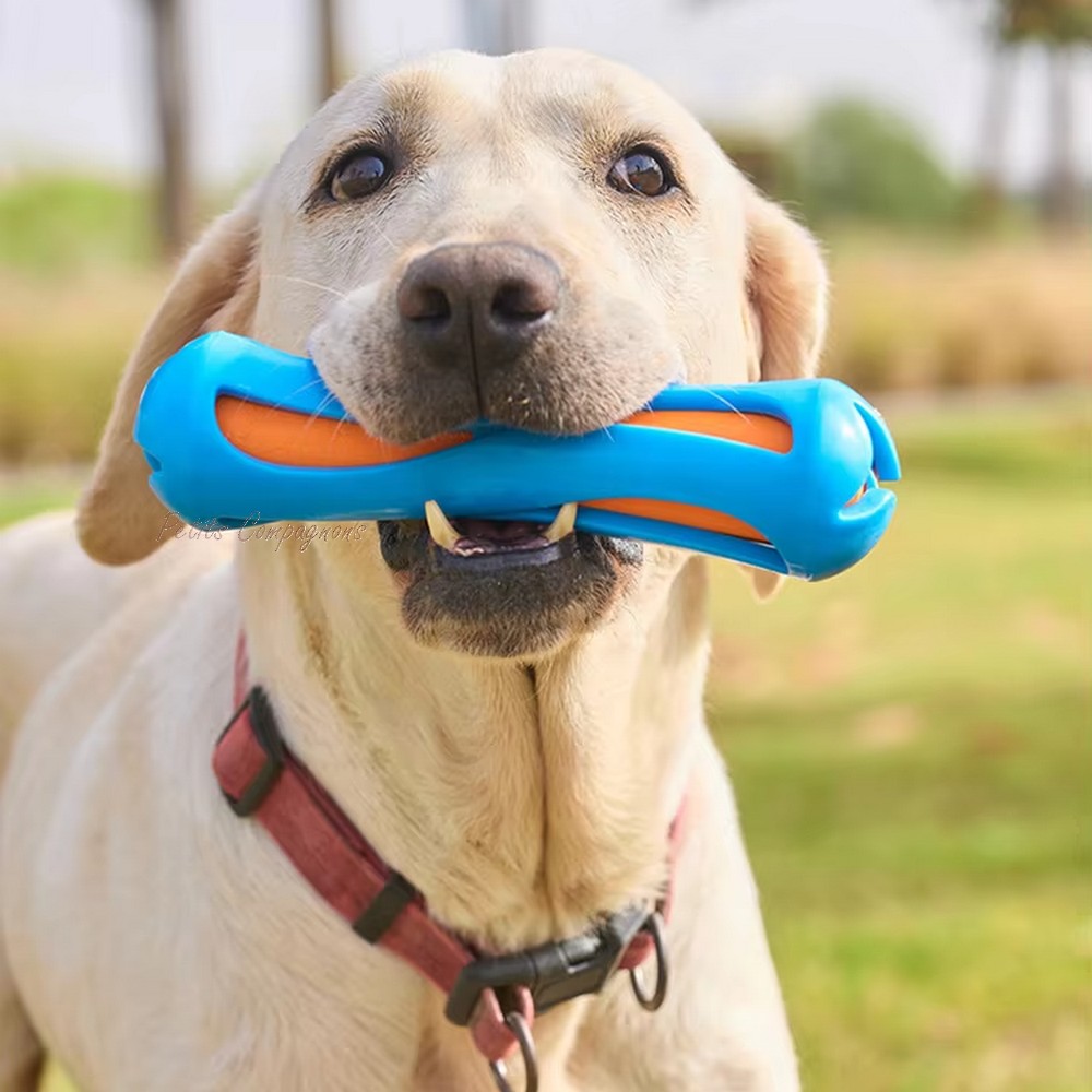 chien-joue-stick-flottant