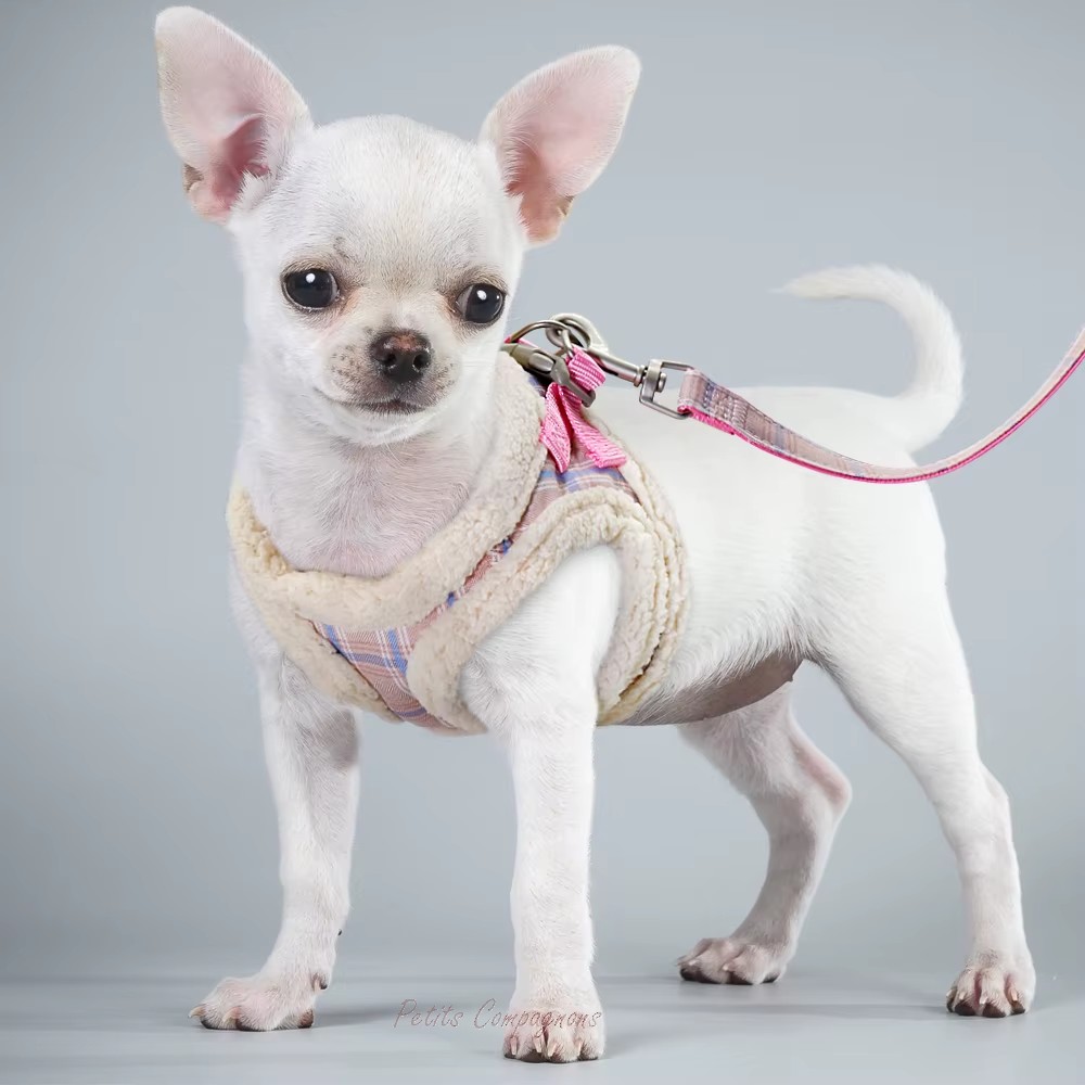 harnais-chaud-chihuahua-hiver