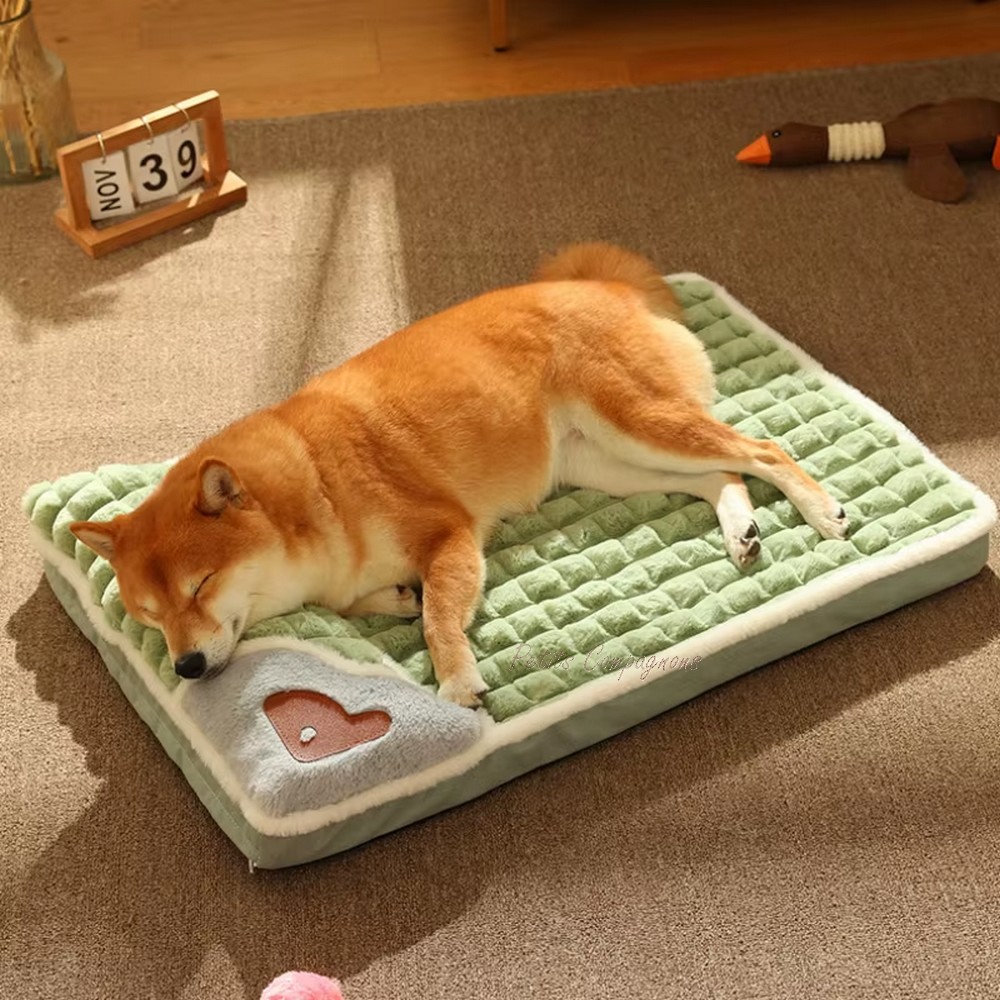 chien-chat-lit-polaire