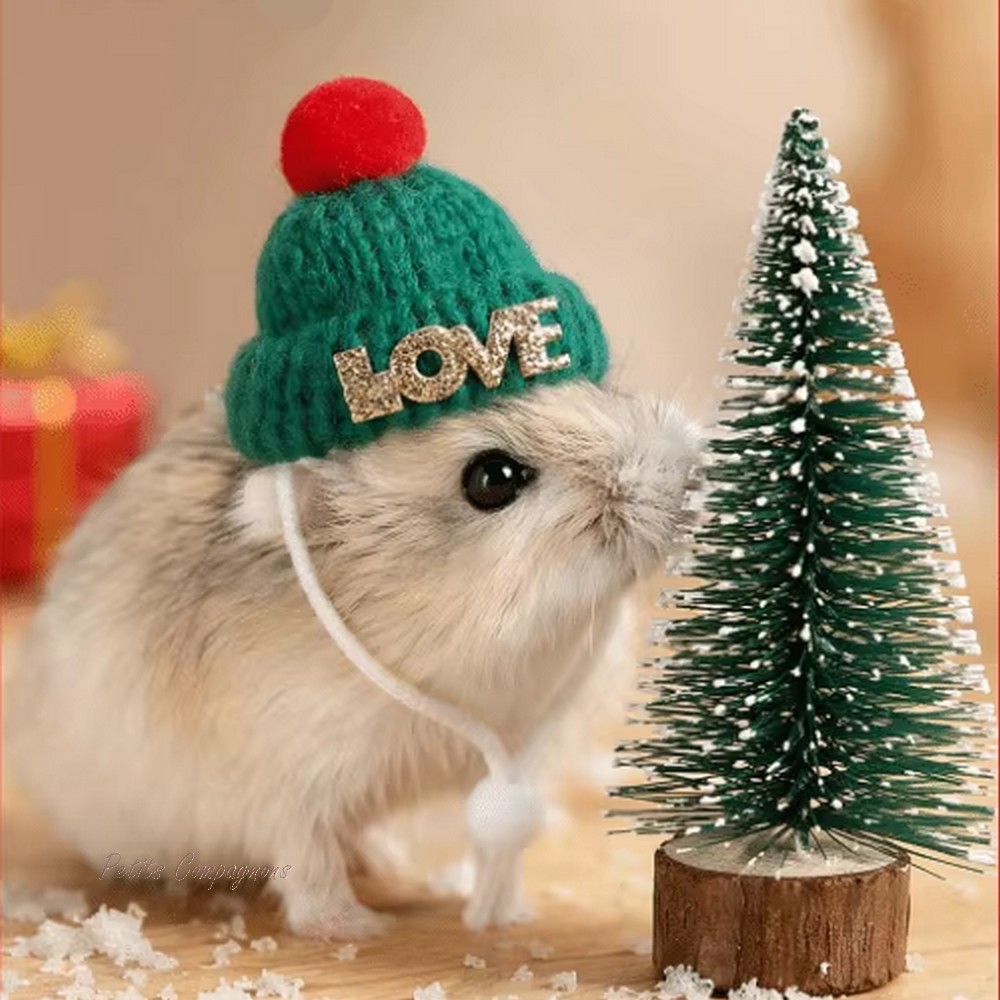 bonnet-noel-pour-rongeur