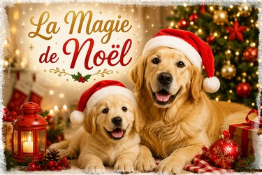 Boutique de Noël pour chiot et chien adulte