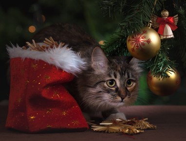 Boutique-en-ligne-noel-chats