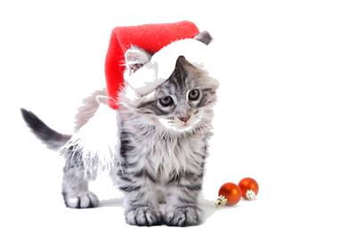 Boutique-de-noel-pour-chats