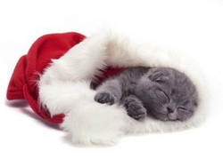 Lit-noel-pour-chats