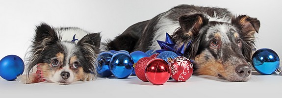 Gamelles-noel-pour-chiens