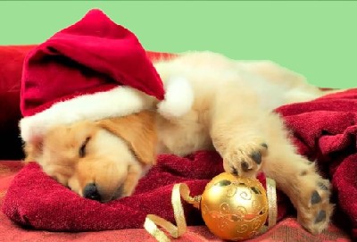 Lit-noel-pour-chiens
