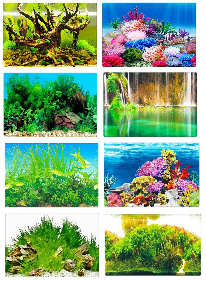 Poster fond aquarium 3D Petits Compagnons