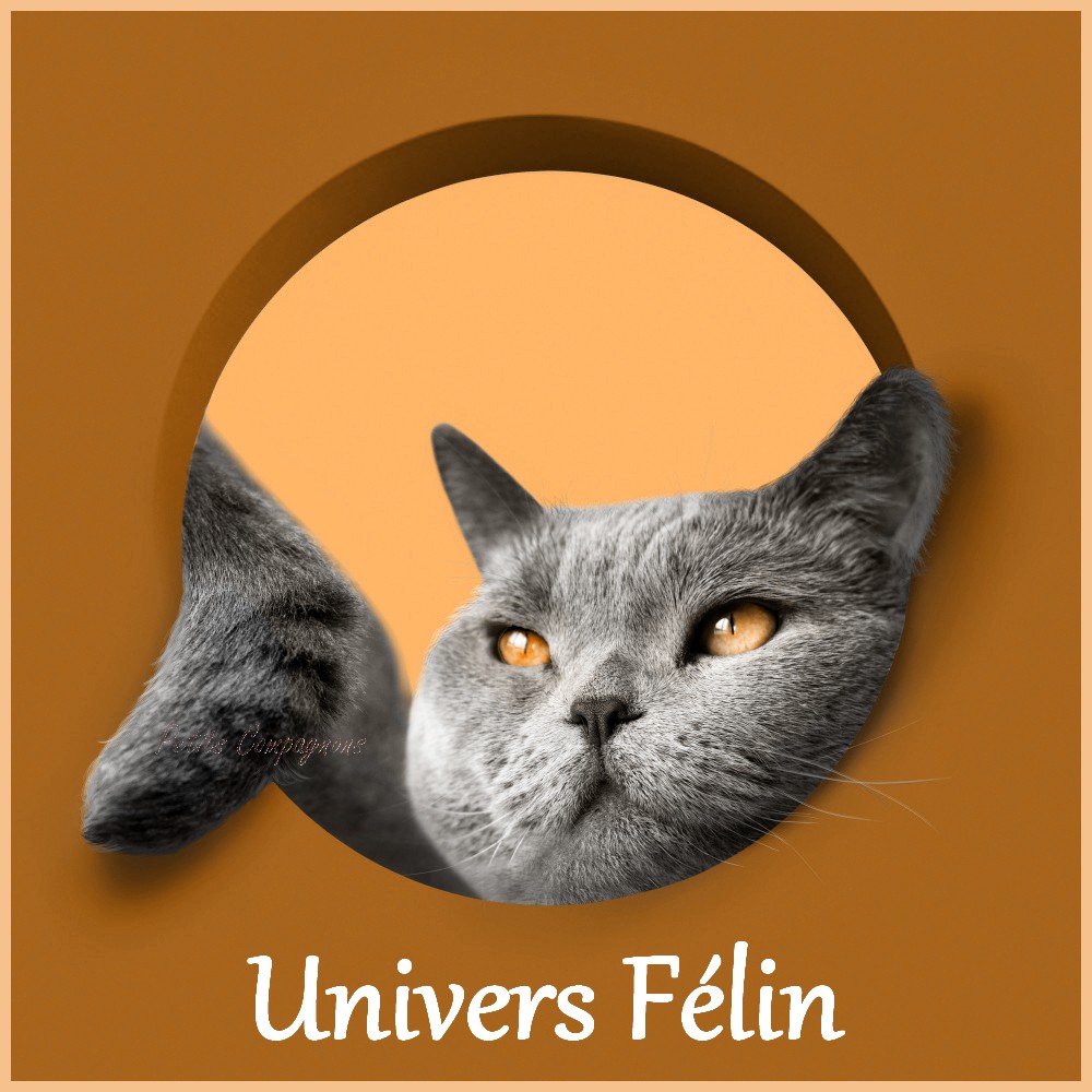 Soldes-boutique-pour-chats
