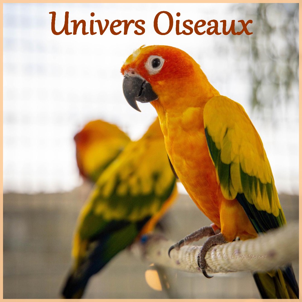 Soldes-boutique-pour-oiseaux