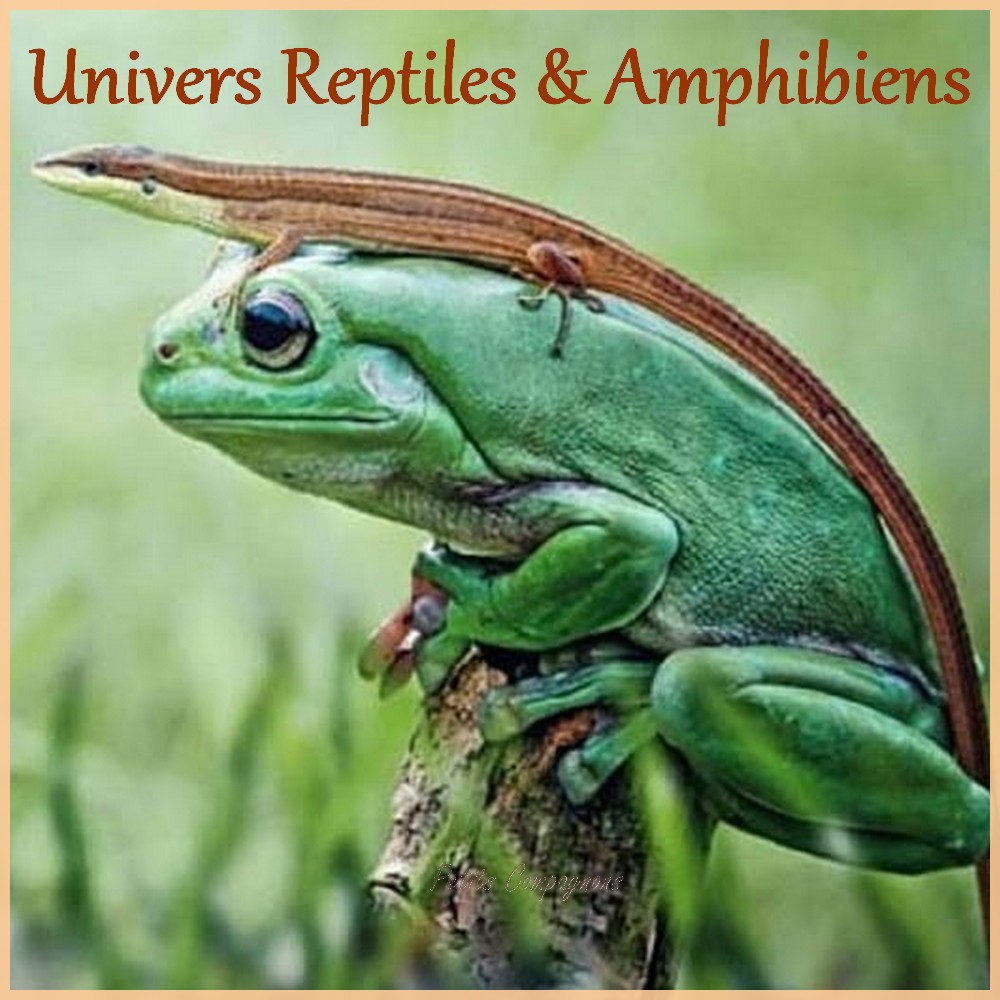 Soldes-boutique-pour-reptiles-amphibiens