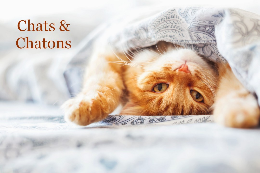 Boutique Pour Chats & Chatons