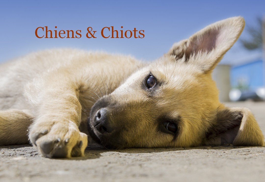 Boutique Pour Chiens & Chiots
