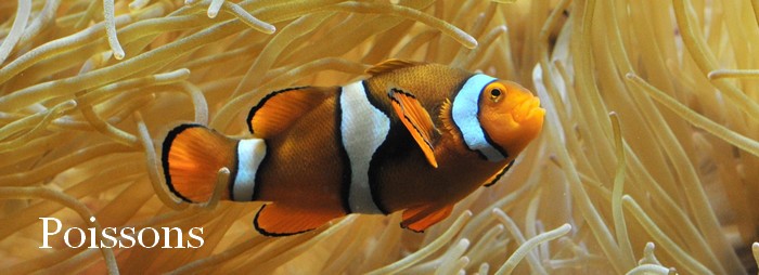 Boutique Pour Poissons
