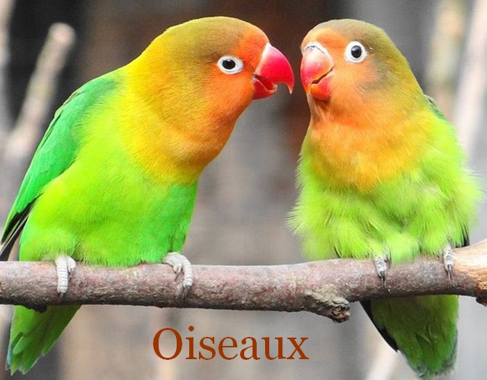 Boutique Pour Oiseaux