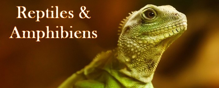 Boutique Pour Reptiles & Amphibiens