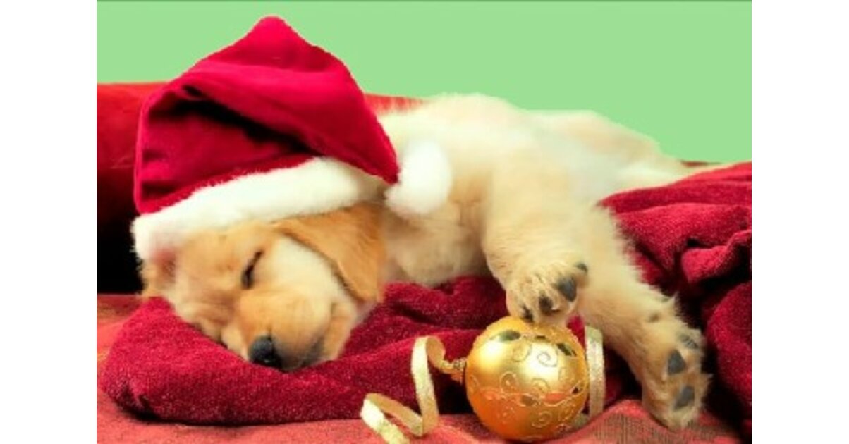 Lit Pour Chien/ Chat En Forme De Traîneau De Noël - 68x38x28 Cm, Peluche Douce, Housse Amovible - Décoration Festive Et Confortable Pour Animal