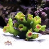 Corail-artificiel-pour-aquarium-Decoration-noel-pour-aquarium-Aquascaping-noel