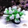 Corail-artificiel-pour-aquarium-Decoration-noel-pour-aquarium-Aquascaping-noel