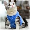 Pull-laine-chic-pour-chat-Pull-fausse-fourrure-pour-chat-Pull-tendance-hiver-chats