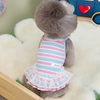 Robe-chien-dentelle