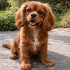 coussin-chiot-cocker
