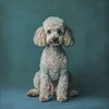 coussin-deco-chien-caniche