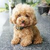 housse-coussin-chiot-caniche