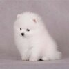 coussin-imprime-chien-blanc