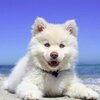 housse-coussin-motif-chien-blanc