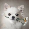 coussin-deco-chien-blanc