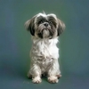 deco-maison-chien-shih-tzu