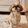 coussin-deco-chien-shih-tzu