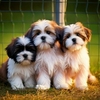 coussin-shih-tzu