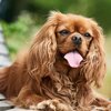 coussin-cavalier-king-charles