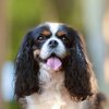 coussin-deco-chien-cavalier