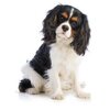 deco-maison-chien-cavalier-king-charles