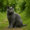 deco-maison-chat-chartreux