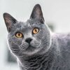 coussin-deco-chat-chartreux