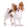 housse-coussin-epagneul-papillon
