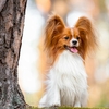 coussin-deco-chien-papillon